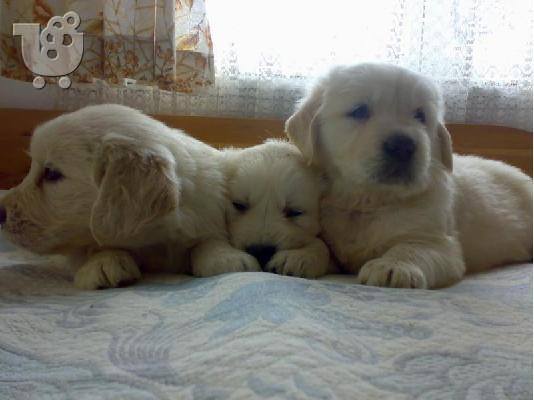 χαριτωμένη και αξιαγάπητη Golden Retriever κουτάβι για υιοθεσία...
